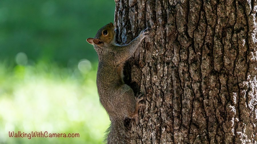 A squirrel clings upright to a broad tree trunk. Its face turns around the edge of the bark while its paws grip the rough surface.