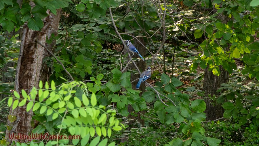 Two blue jays perch among leafy woodland branches.
