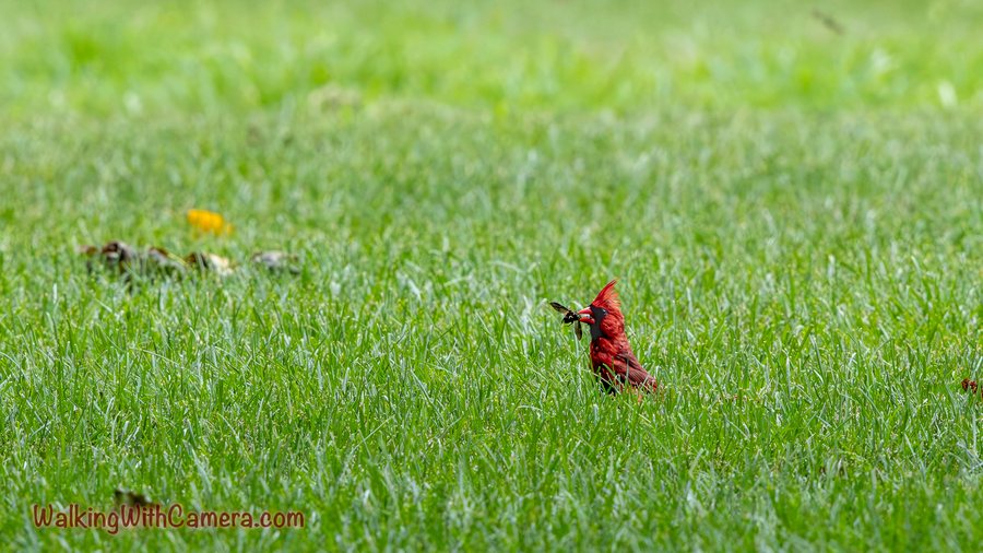 A red Northern cardinal rises above the grass with small prey held in its beak.