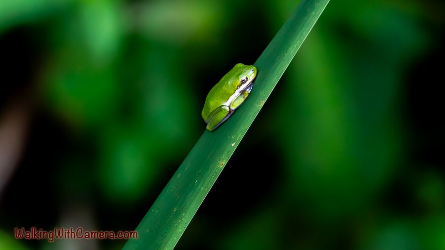 A small green treefrog rests along a diagonal plant stem. Its pale side stripe and rounded toes show against the smooth green surface.