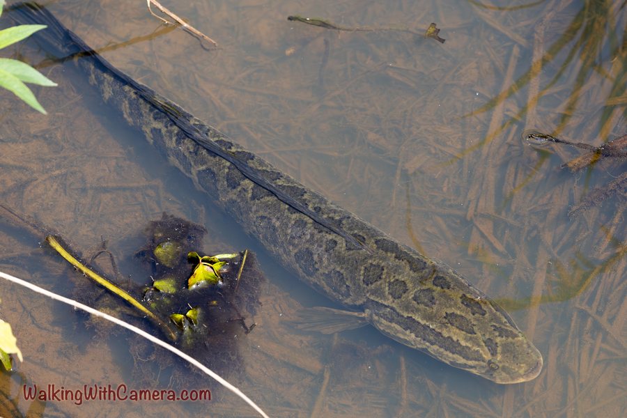 A long patterned fish lies beneath clear shallow water, with plants and reflections above it.