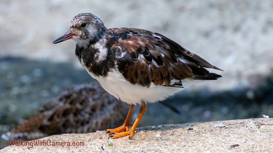 A compact shorebird stands on pale rock with bright orange feet. Dark brown and black feathers cover its back above a clean white belly.