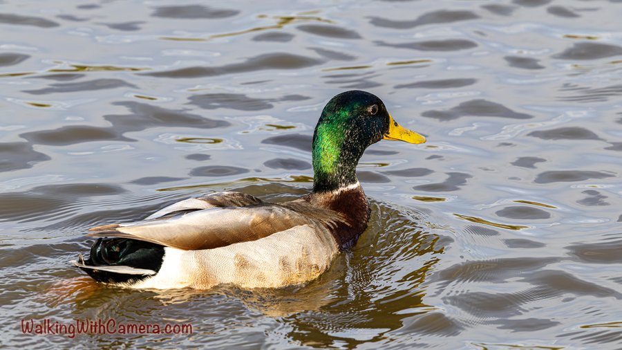 A male Mallard swims across softly rippled water. Its green head and yellow bill contrast with the pale body and dark tail feathers.