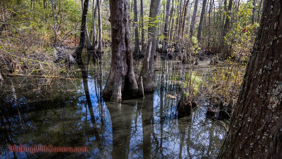 Tall tree trunks rise from dark, still water in a wooded wetland. Reflections, thin branches, and emerging leaves fill the gaps between the trees.