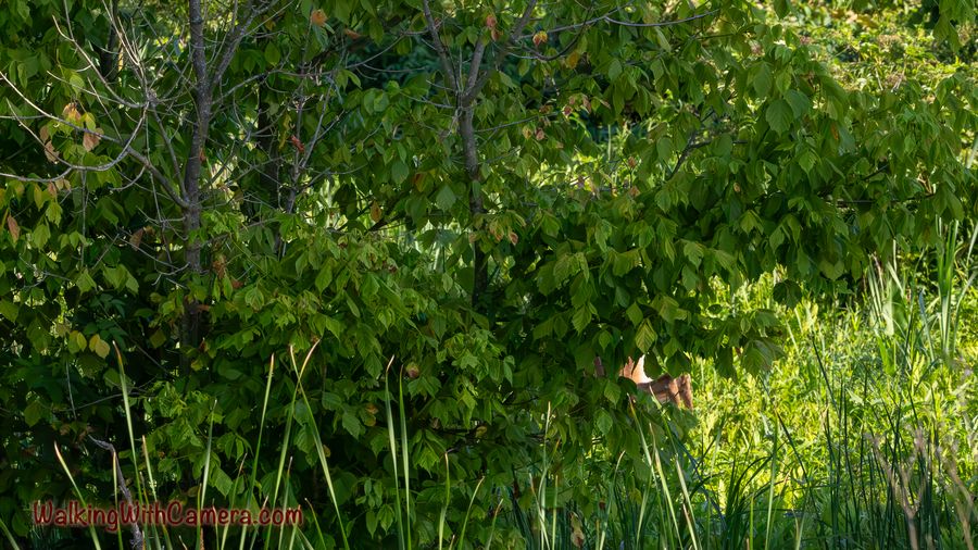 A partly hidden bird peers out between green leaves beside tall marsh grass.