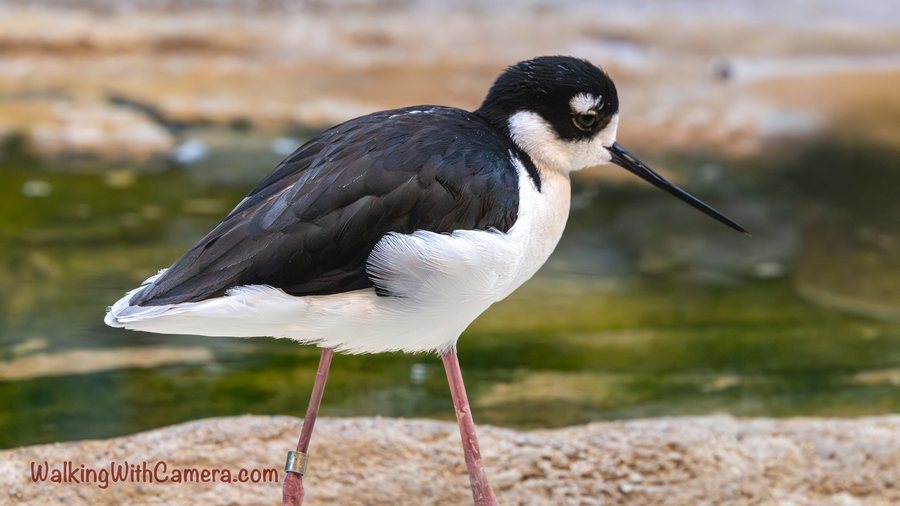 A black-and-white black-necked stilt stands beside shallow water on long pink legs.