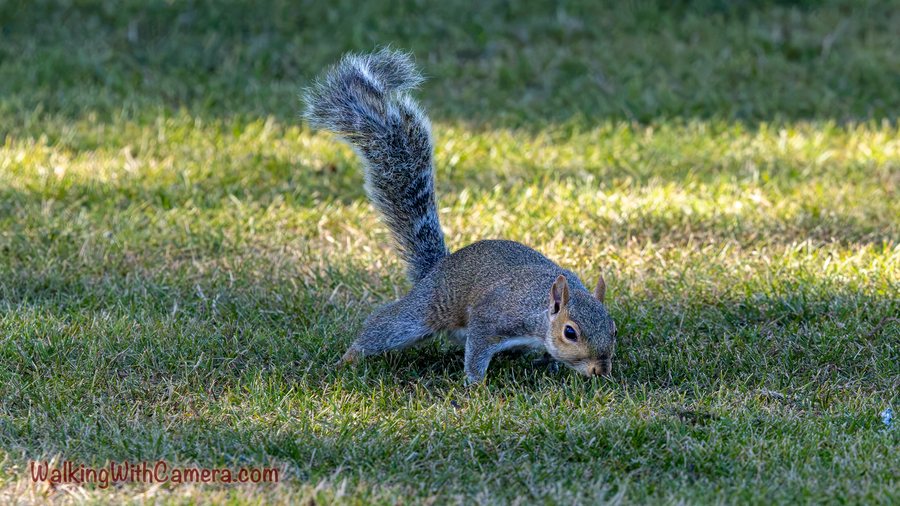 A gray squirrel lowers its head toward the grass with its bushy tail raised.
