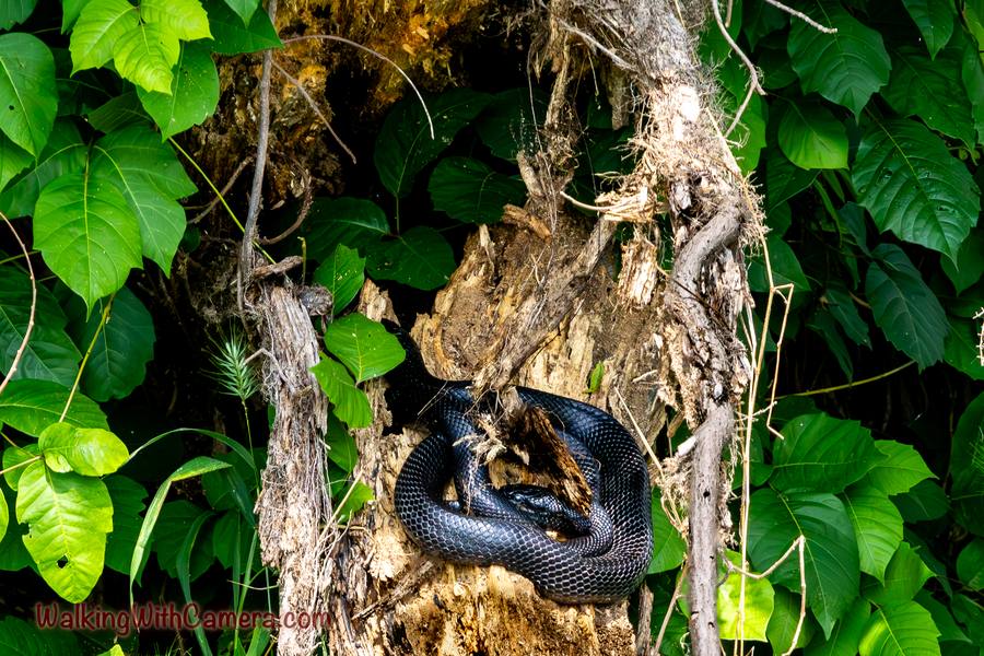 A dark snake is coiled on a broken section of wood among green leaves. The loops of its body follow the uneven surface of the trunk.