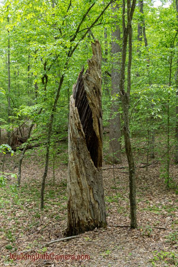 A split tree trunk opens into a dark hollow amid green woodland.