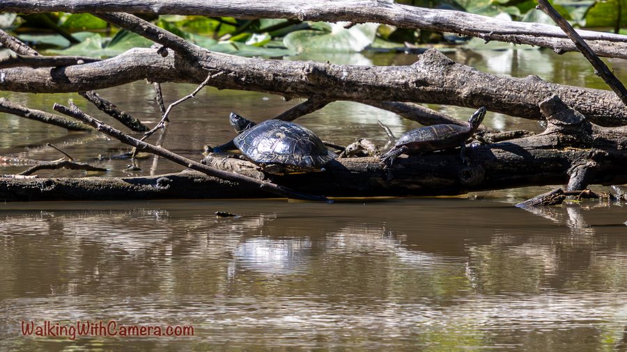 Two turtles rest on a fallen branch above the water, with tangled wood behind them.