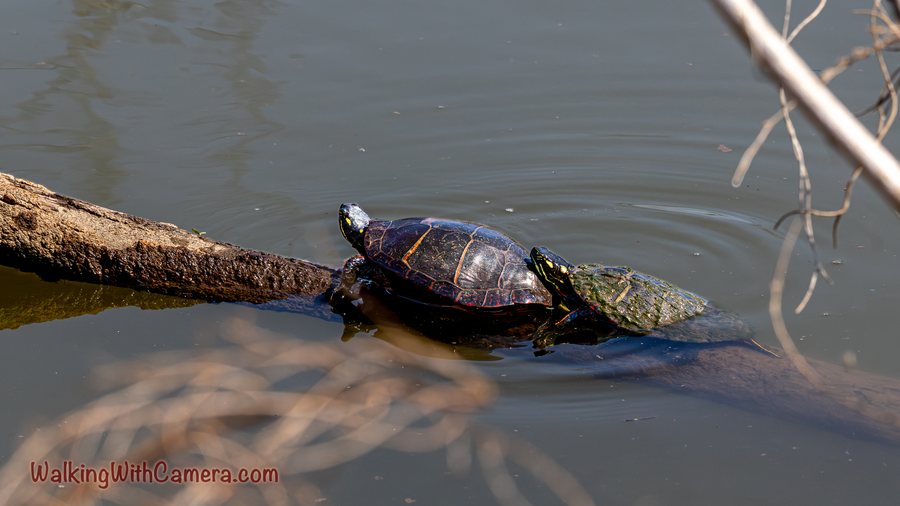 A turtle balances on a narrow branch just above the water.