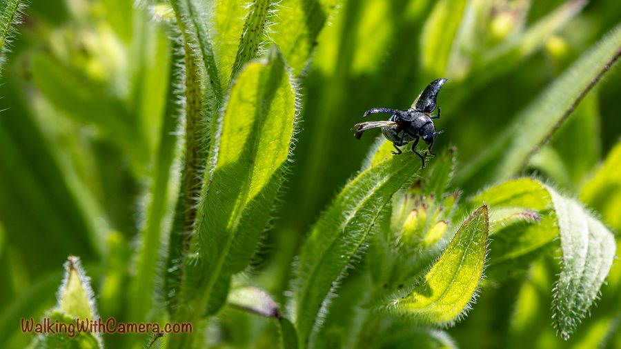 A dark beetle rests among fresh green leaves and hairy stems. Its wing covers are lifted, revealing the thin wings beneath against a softly blurred background.