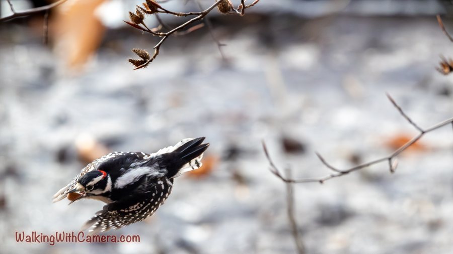 A small black-and-white woodpecker flies past bare branches with its wings partly spread.