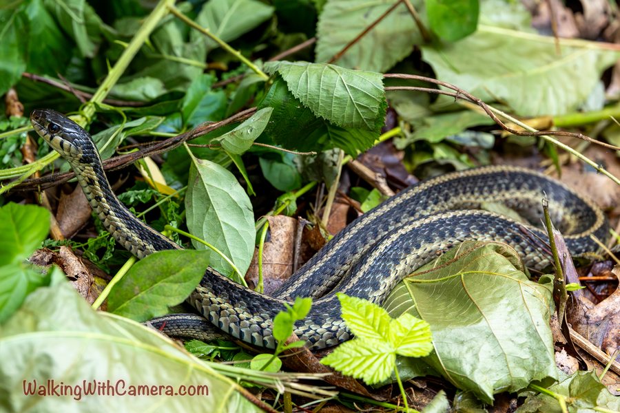 A striped snake curves through a patch of green leaves and fallen plant material. The contrasting lines along its body follow each bend.