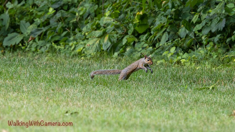 A squirrel stretches forward above the grass, with its tail extended behind it.