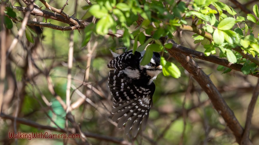 A black-and-white woodpecker clings among leafy branches.