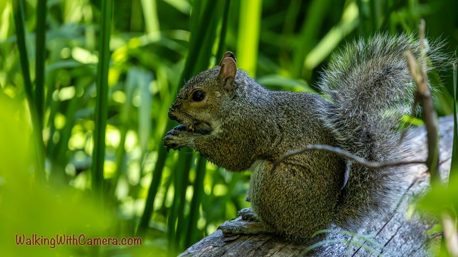 A squirrel sits on a log with its front paws held near its mouth. Its bushy tail rises behind it among bright green stems.