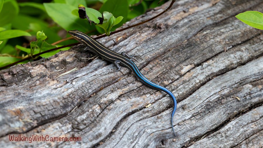 A striped skink rests on a weathered log. Its bright blue tail curves across the grain of the wood, with green leaves beside it.