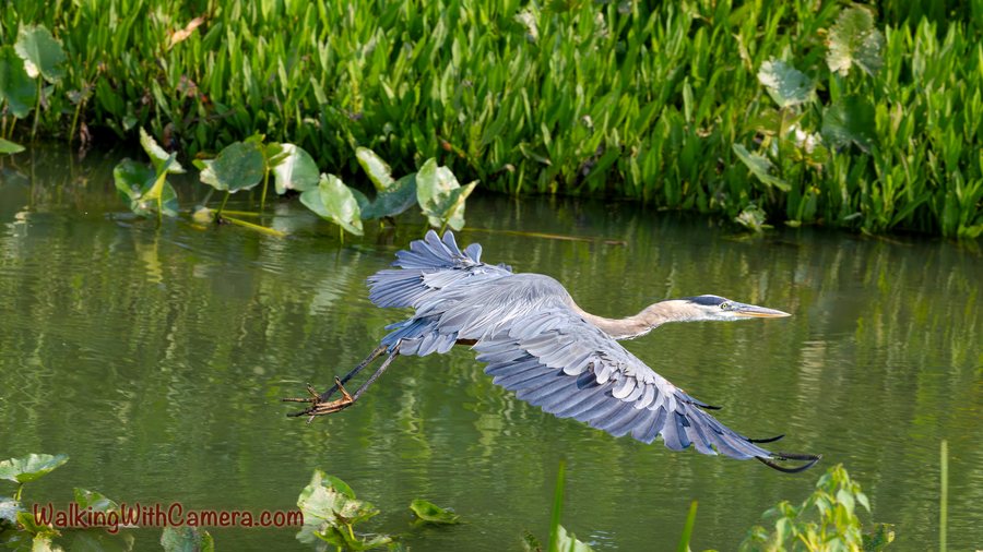 A Great Blue Heron flies low over green water with its neck extended and legs trailing. Broad gray wings fill the frame, with aquatic plants along the far edge.