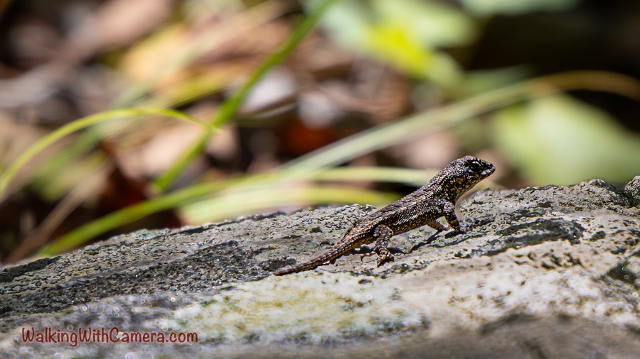 A small mottled lizard rests on a rough log. Its toes grip the textured surface, with thin grasses and fallen plant material behind it.