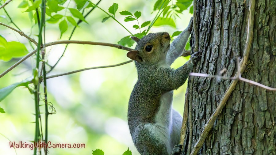 A squirrel grips a tree trunk beneath leafy branches. Its body stretches upward along the textured bark, with its head turned toward the foliage.