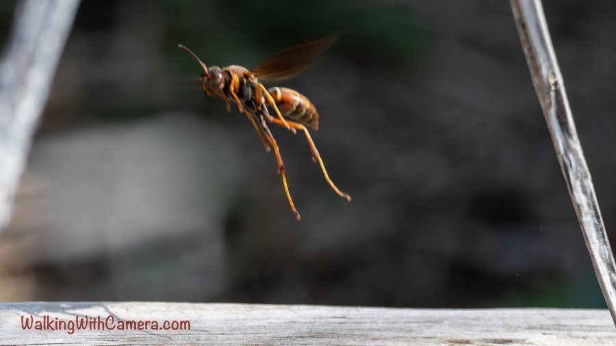 An orange-brown winged insect hangs in midair near a wooden surface.