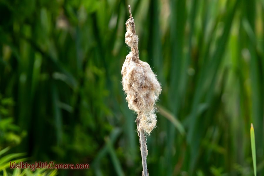 A pale, ragged cattail seed head stands against tall green reeds.