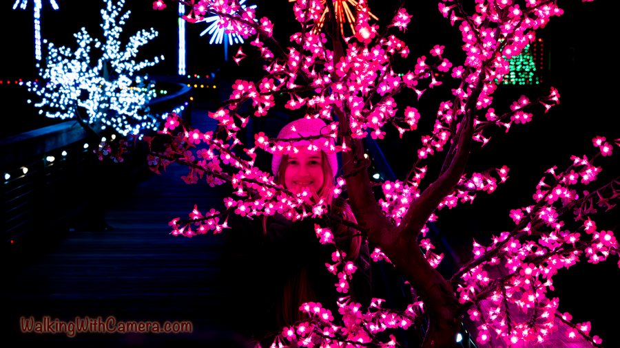 Bright pink lights trace the branches of a decorative tree after dark. White lights and glowing shapes farther behind it add another layer to the scene.