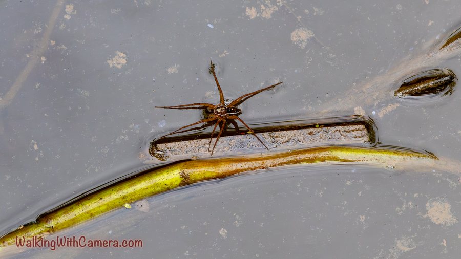 A long-legged brown spider rests beside floating plant material on still water. Its legs extend across the narrow surface shapes around it.