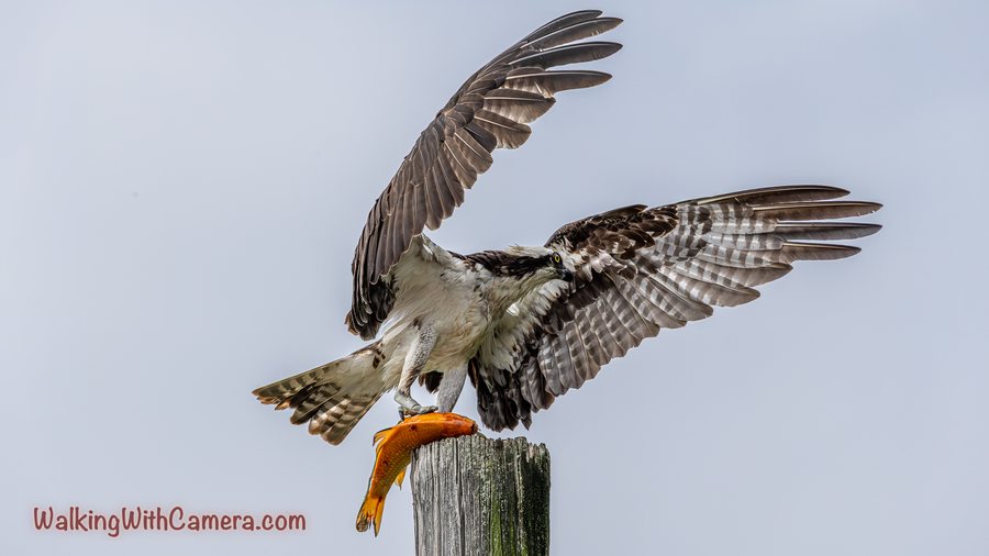 An osprey spreads its wings above a post while holding an orange fish in its talons.