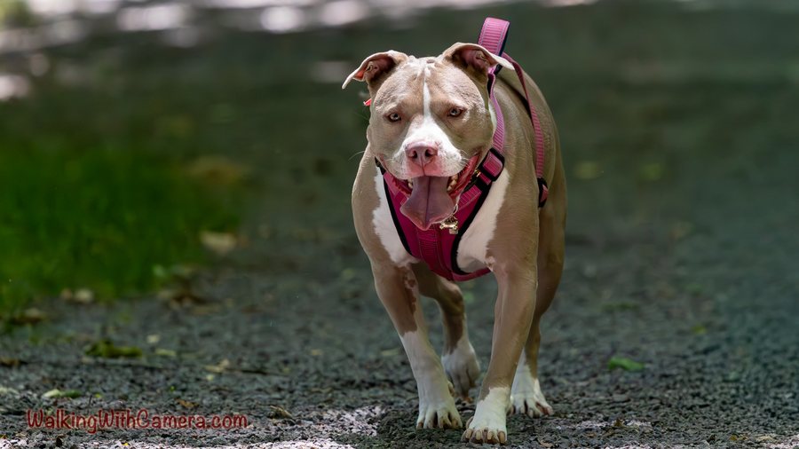A dog in a pink harness walks toward the camera along a shaded path. Its pale face, open mouth, and raised front paw are clear in the foreground.