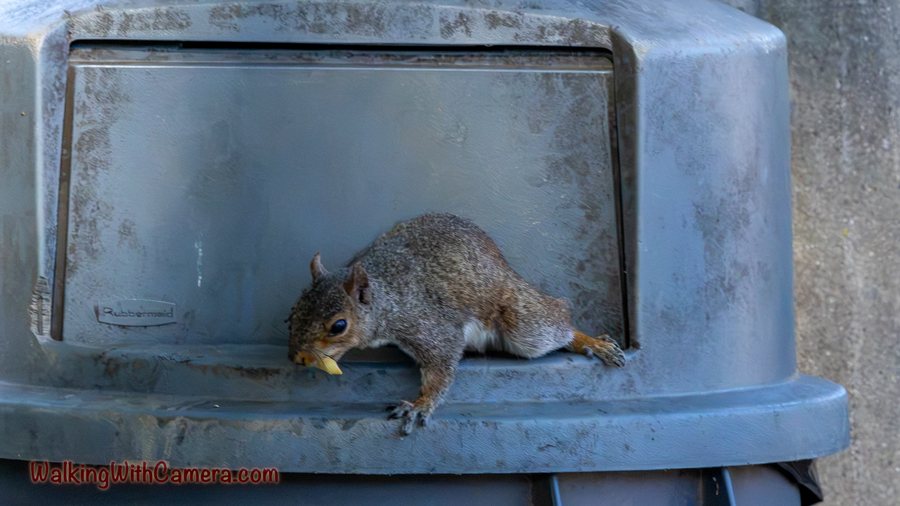 A gray squirrel crouches on the front of a trash container with food near its mouth.