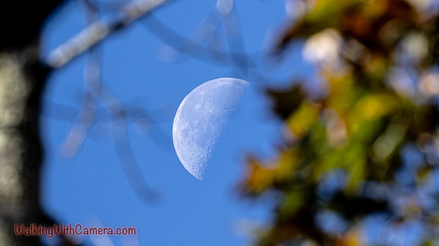 A partly illuminated moon is visible through a gap between branches and leaves. The pale lunar surface stands out against the blue sky.