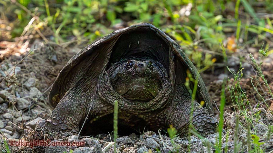 A large turtle faces the camera from grass and gravel. Its broad shell rises behind its head, and thick legs frame the close view.