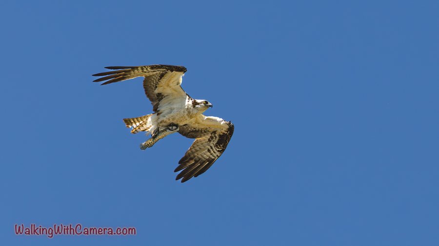 An Osprey crosses a blue sky with its wings bent into a strong curve. Its pale underside, dark wing markings, and trailing feet are visible.