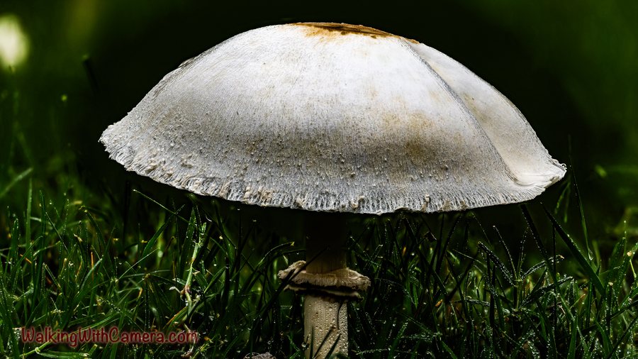 A large pale mushroom rises above the grass. Its rounded cap has a darker central patch and a textured edge, with a sturdy stem visible beneath it.