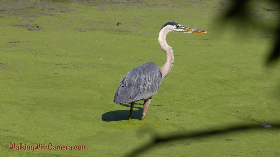 A great blue heron stands in green-covered water with its long neck extended.
