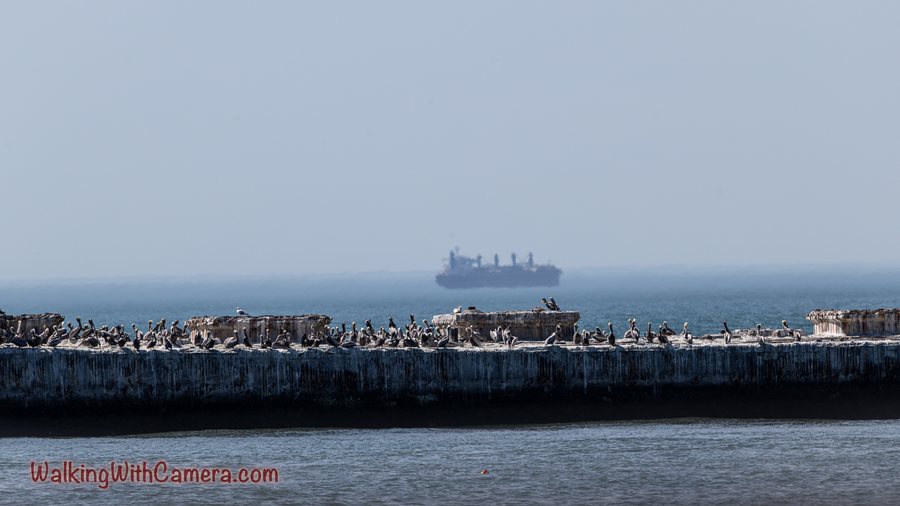 Many birds gather along a low structure at the water's edge. A large ship sits farther away in the hazy background beyond the crowded foreground.