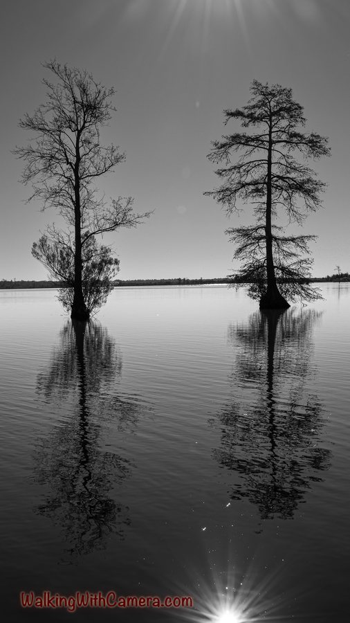 Two tall trees rise beside still water in a black-and-white composition. Their reflections extend downward, with small ripples and a bright highlight near the foreground.