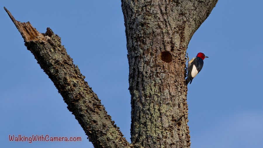 A Red-Headed Woodpecker clings to a tree trunk beside a round cavity. Its red head, black back, and white wing panel stand out against the blue sky.