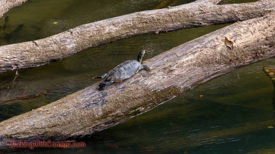 A turtle rests on a slanted log above the water, with its head raised.