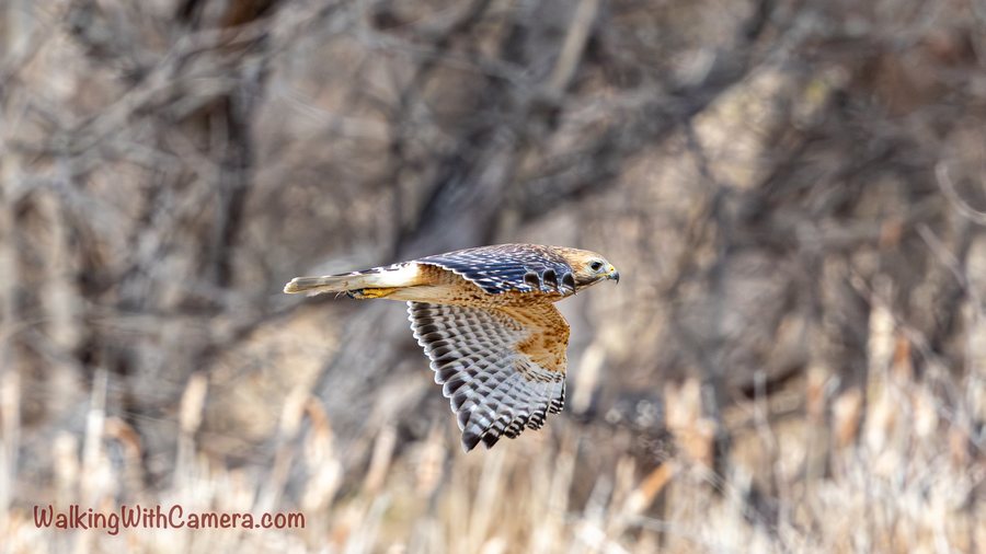 A hawk flies across a blurred background of bare trees. Its head and tail point along the flight path, while its patterned wings show a warm-toned underside.