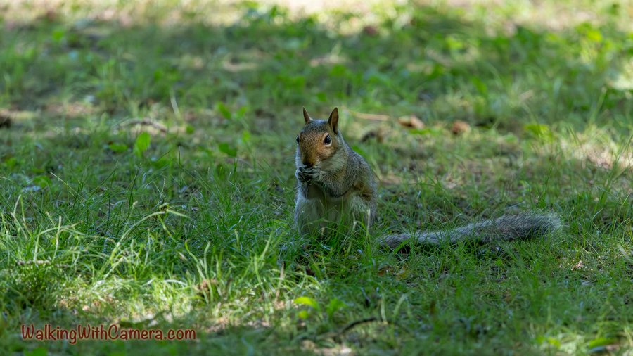 A squirrel sits upright in grass, facing the camera.