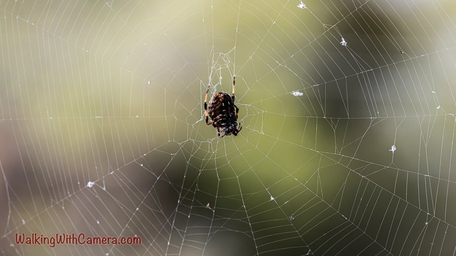 A spider hangs in a broad round web. The fine outer strands and curved inner lines are visible against a softly lit green background.