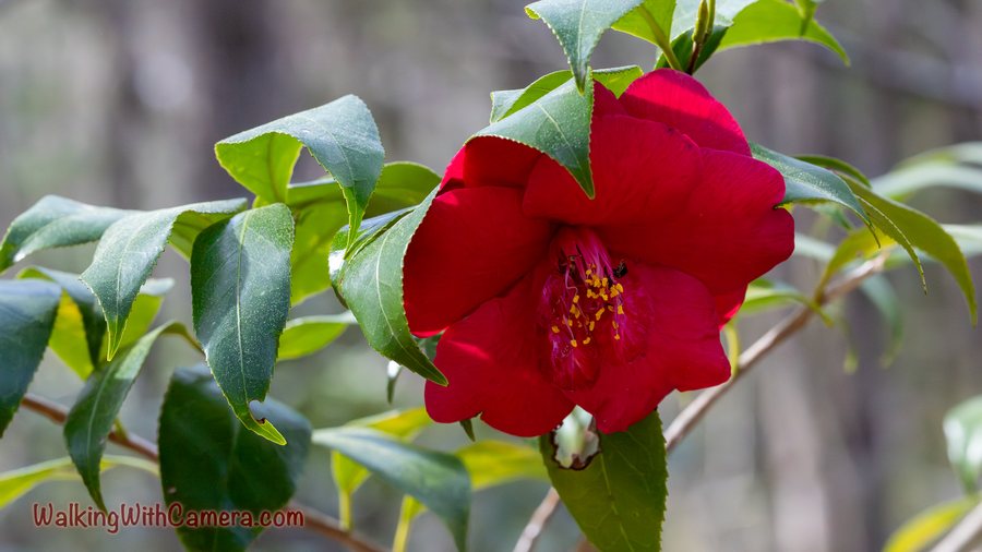 A deep red flower opens among glossy green leaves. Yellow stamens cluster at its center, and the background fades into pale gray-brown tones.