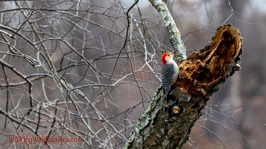 A Red-Bellied Woodpecker clings beside a broken section of tree trunk. Its red head and barred back stand out against rough wood and bare branches.