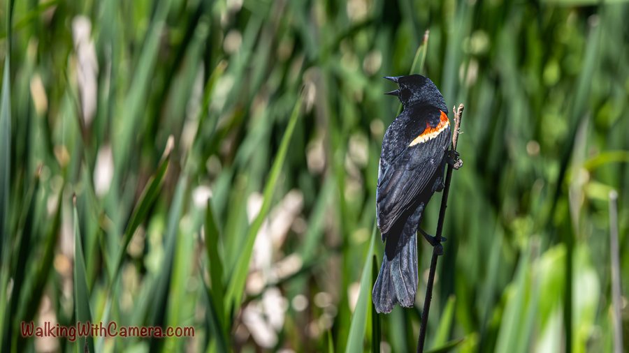 A red-winged blackbird clings to a reed with its bright shoulder patch visible.