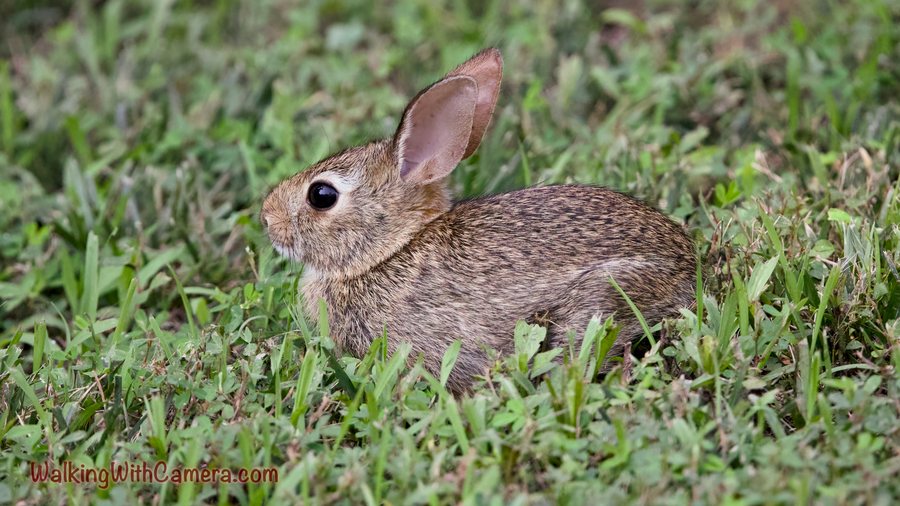 A rabbit sits low in short grass with one tall ear clearly outlined. Its dark eye and fine brown fur stand out against the green ground.