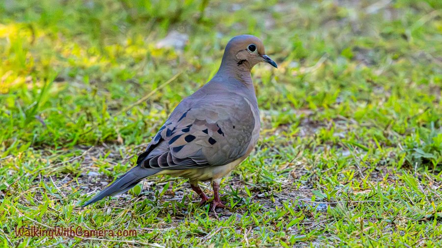 A Mourning Dove stands in short grass with its head turned to the side. Black wing spots and a long pointed tail show against its soft brown-gray feathers.