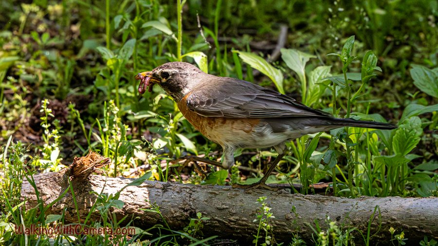 An American robin holds small prey in its beak while standing on a fallen log.